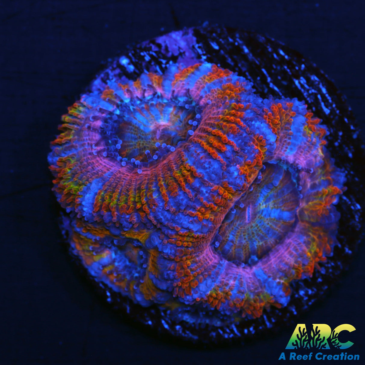 ARC Jolly Rancher Acan