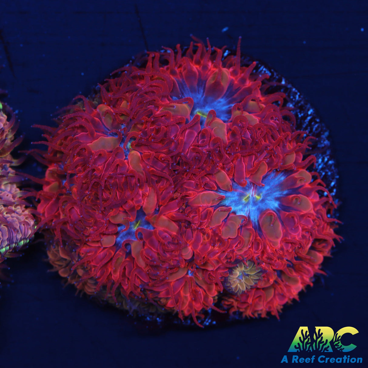 ECC Blue Raven Blasto