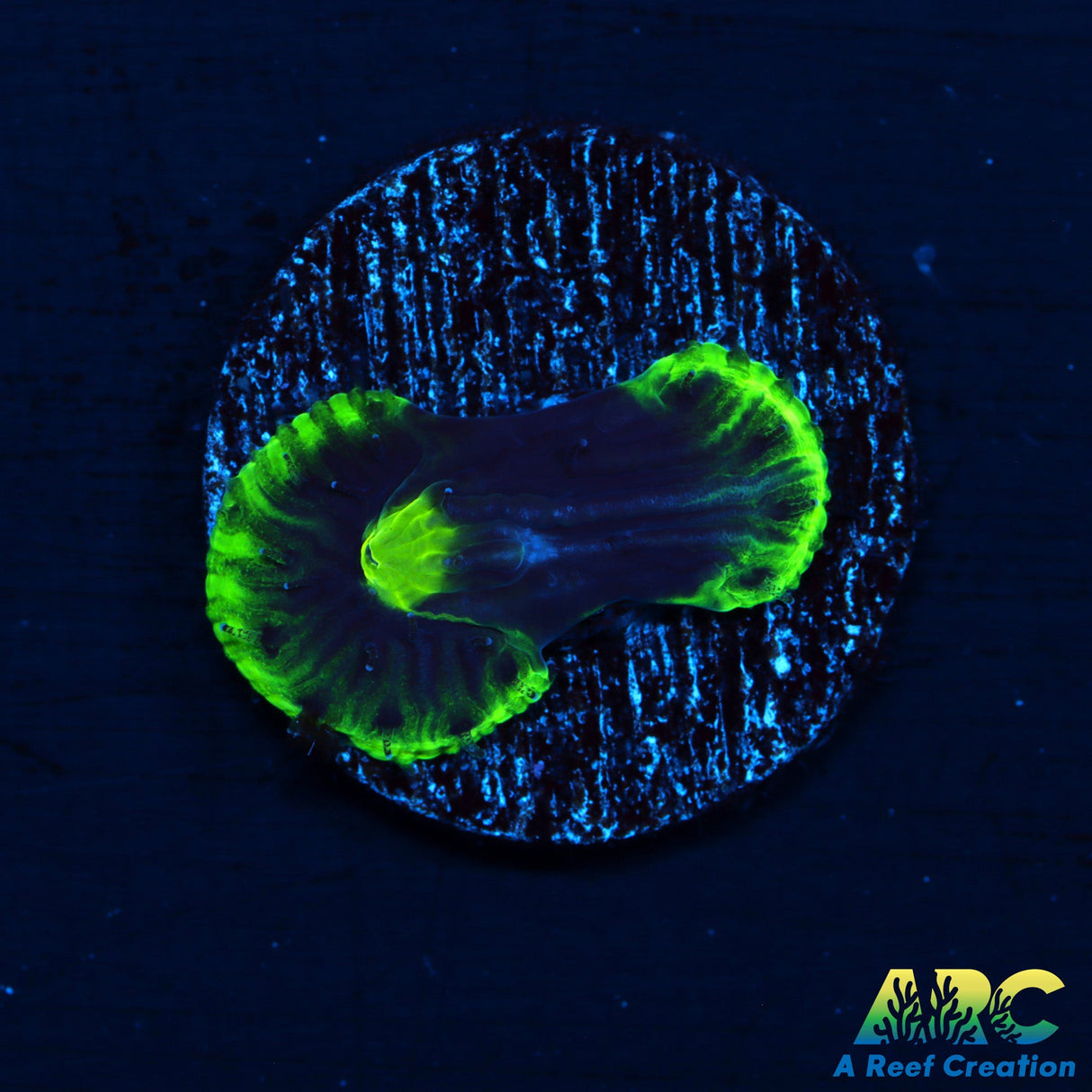 Neon Rim Diaseris Plate