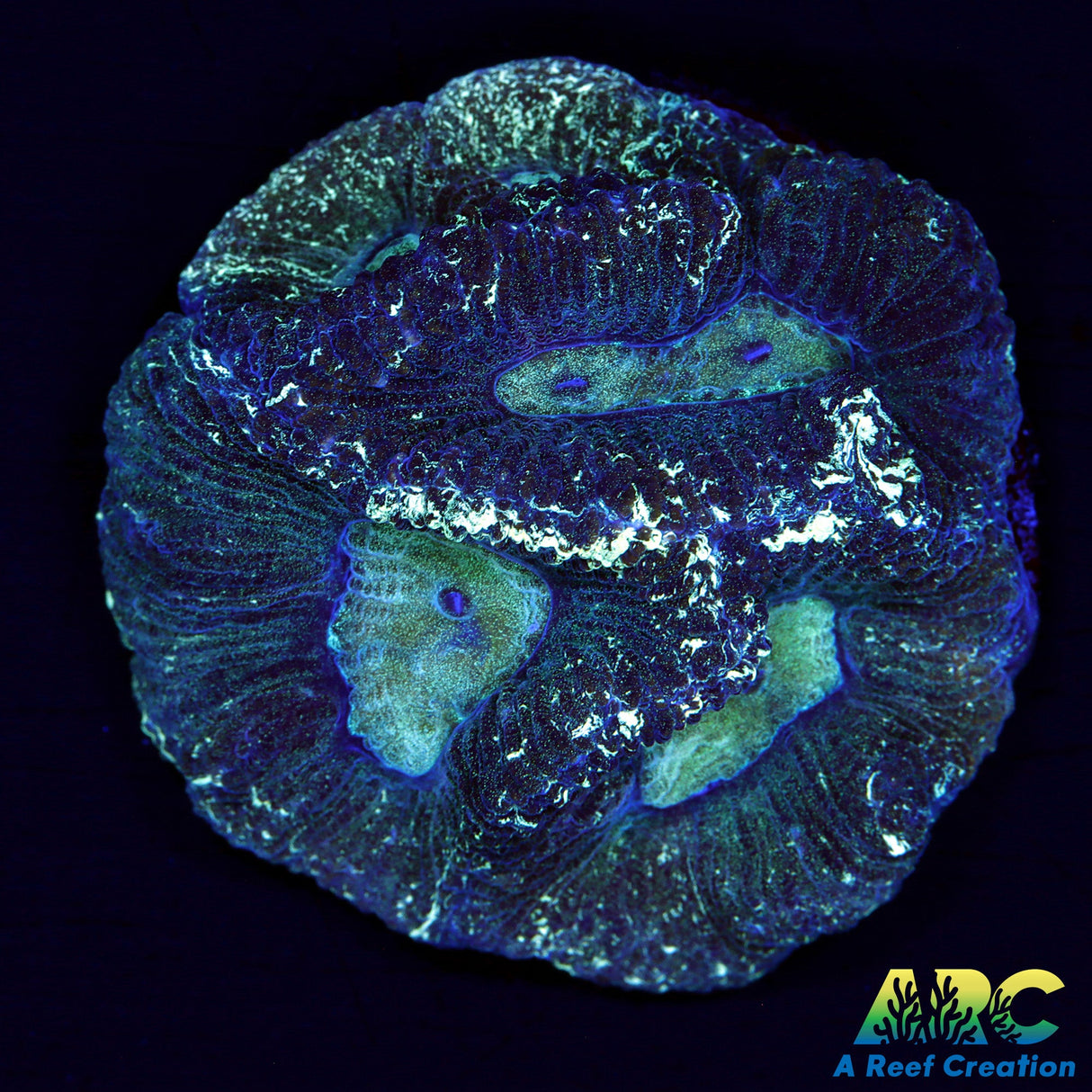 ARC Double Green Goniastrea