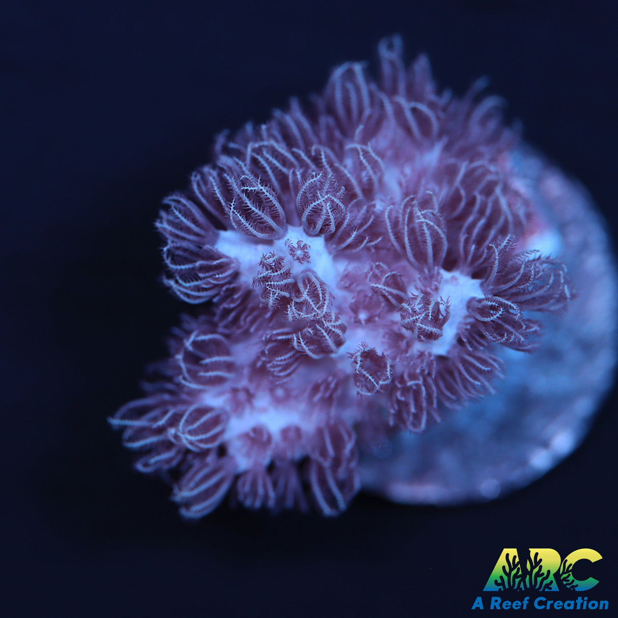 Rare Pulsating Sinularia Soft Coral
