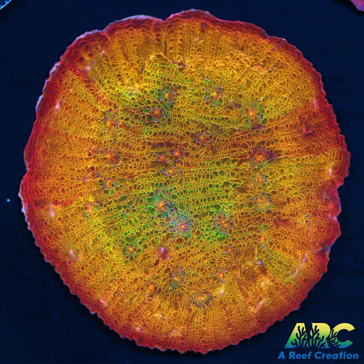 ARC Ludicrous Chalice