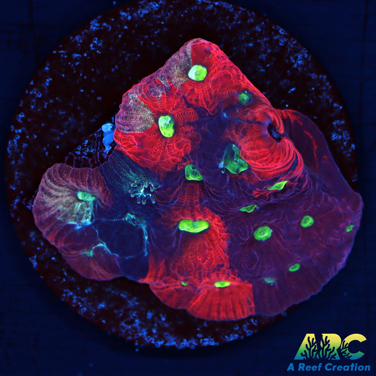 ARC God Of War Favites