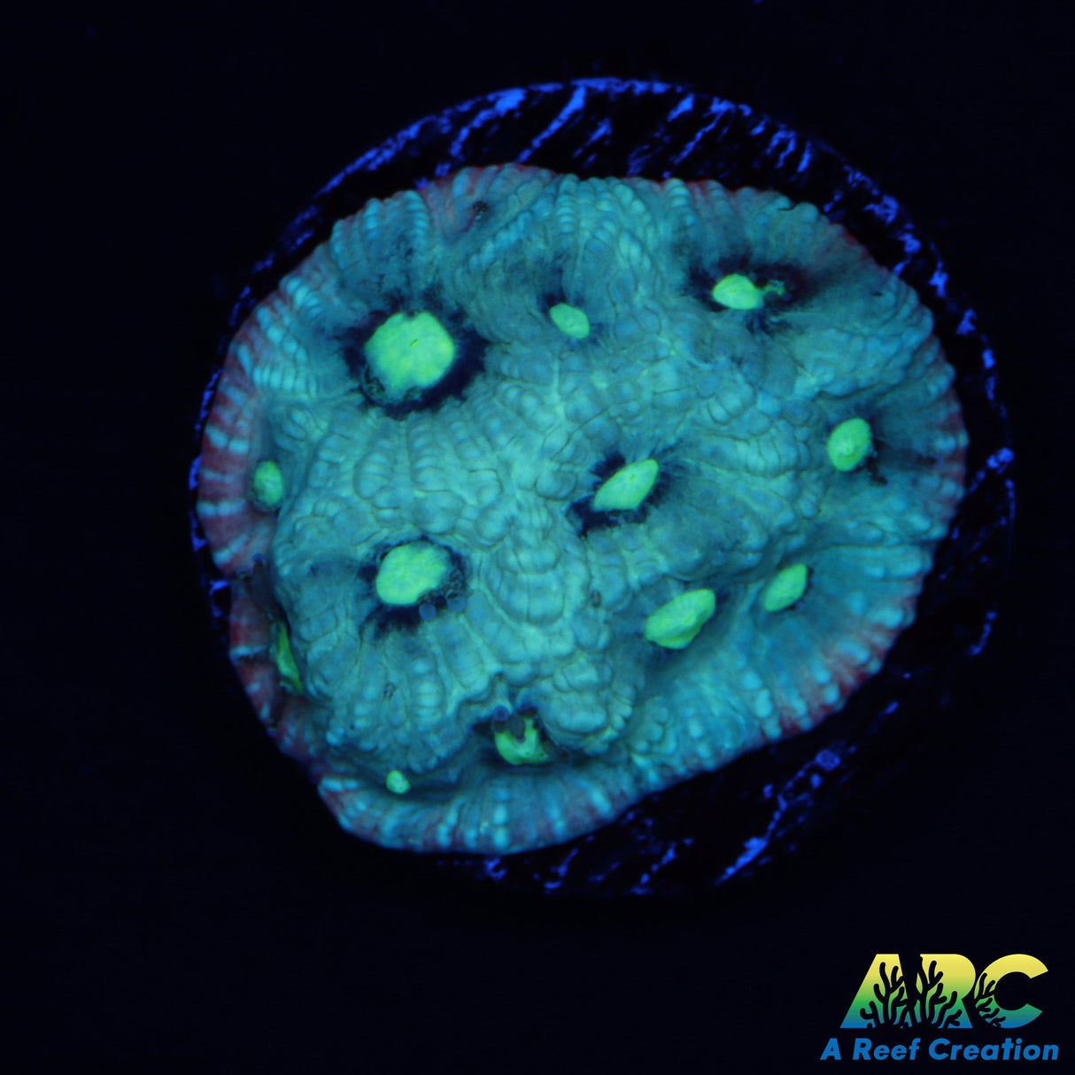 ARC Pastel War Coral