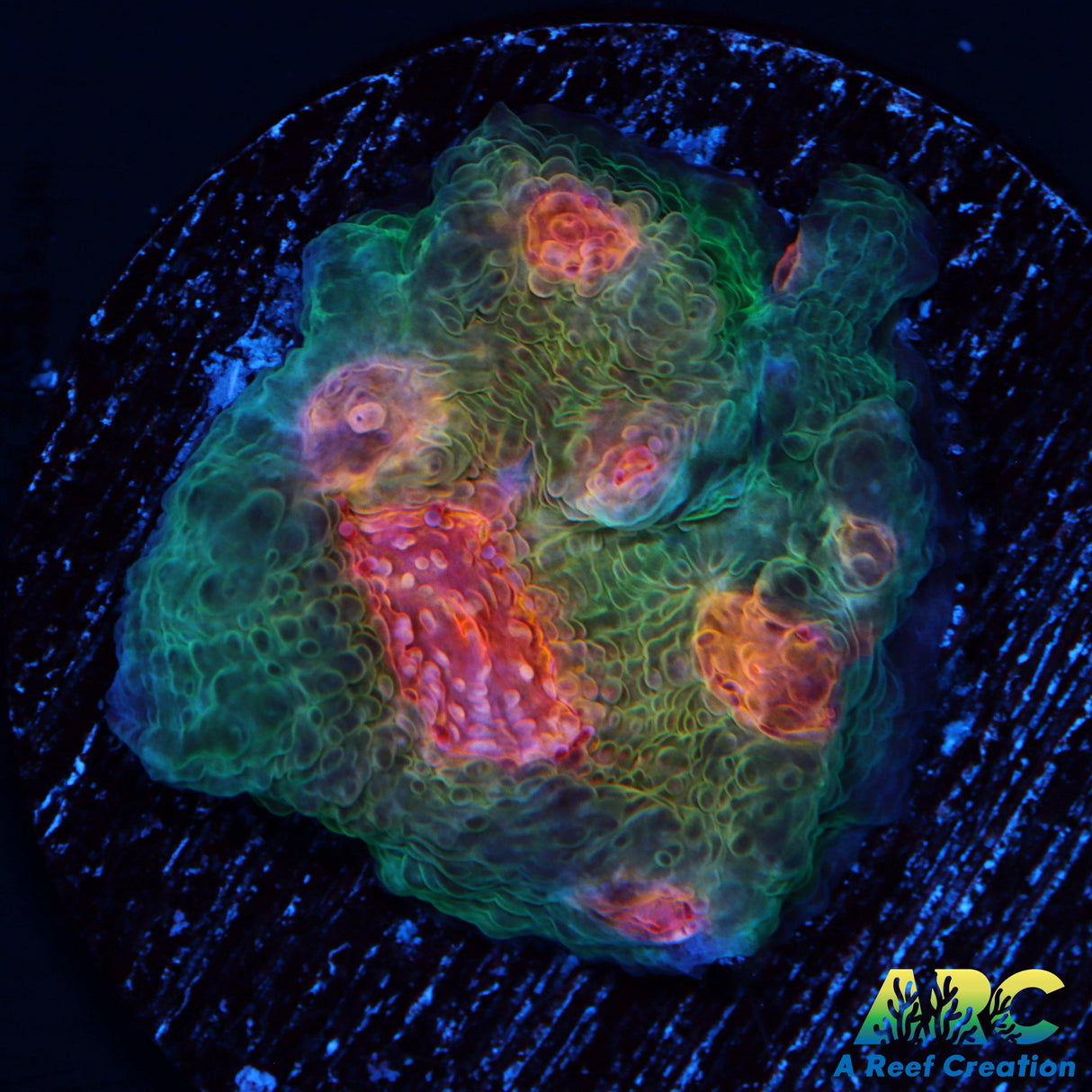 OG Purple Urkle Chalice