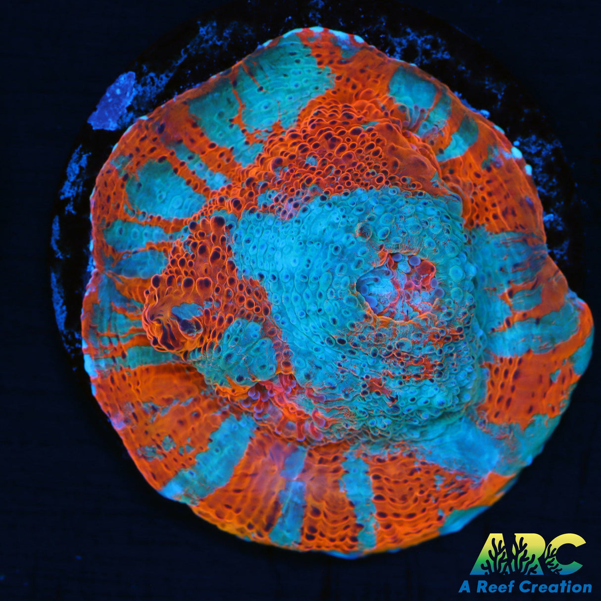 ARC Rainbow Goku Chalice