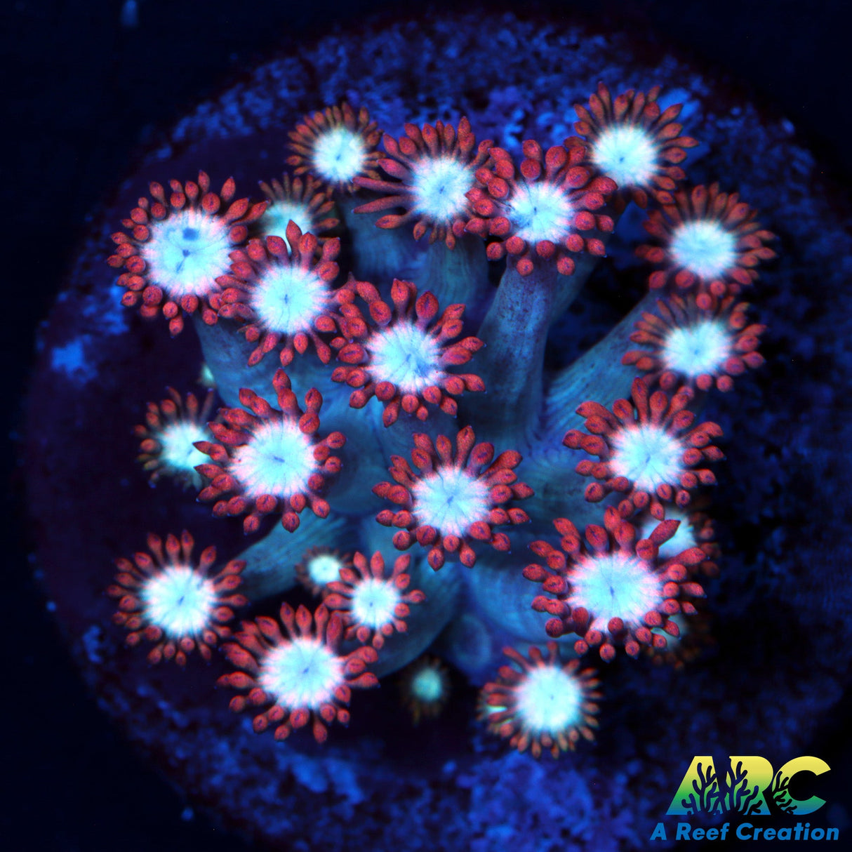 ARC Cotton Candy Goni