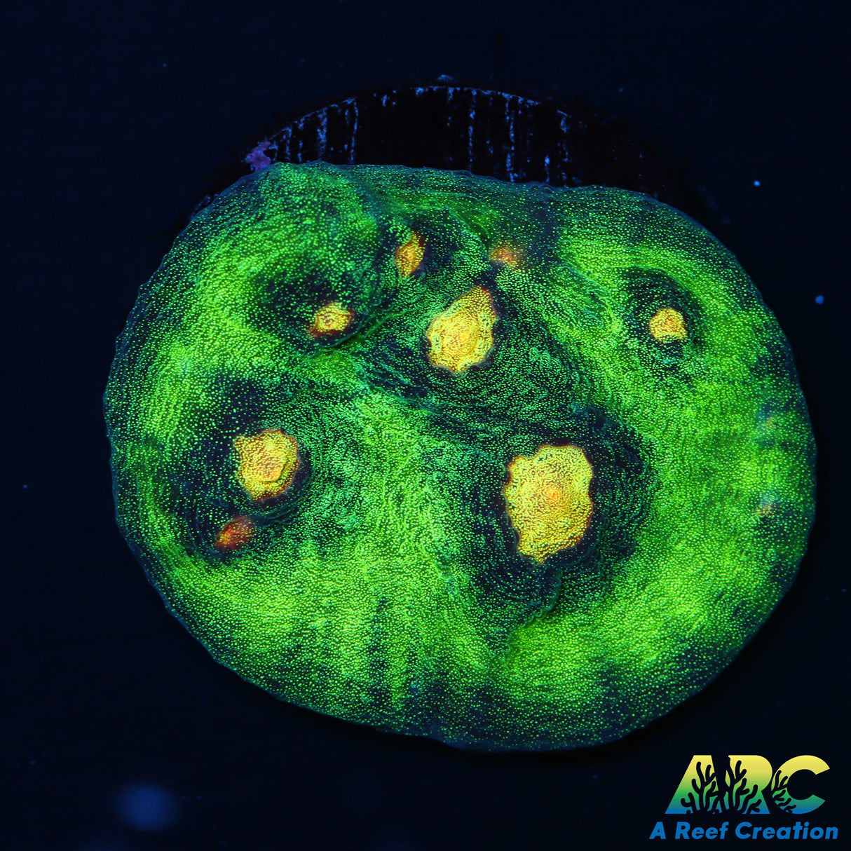 ARC Primal Fear Chalice