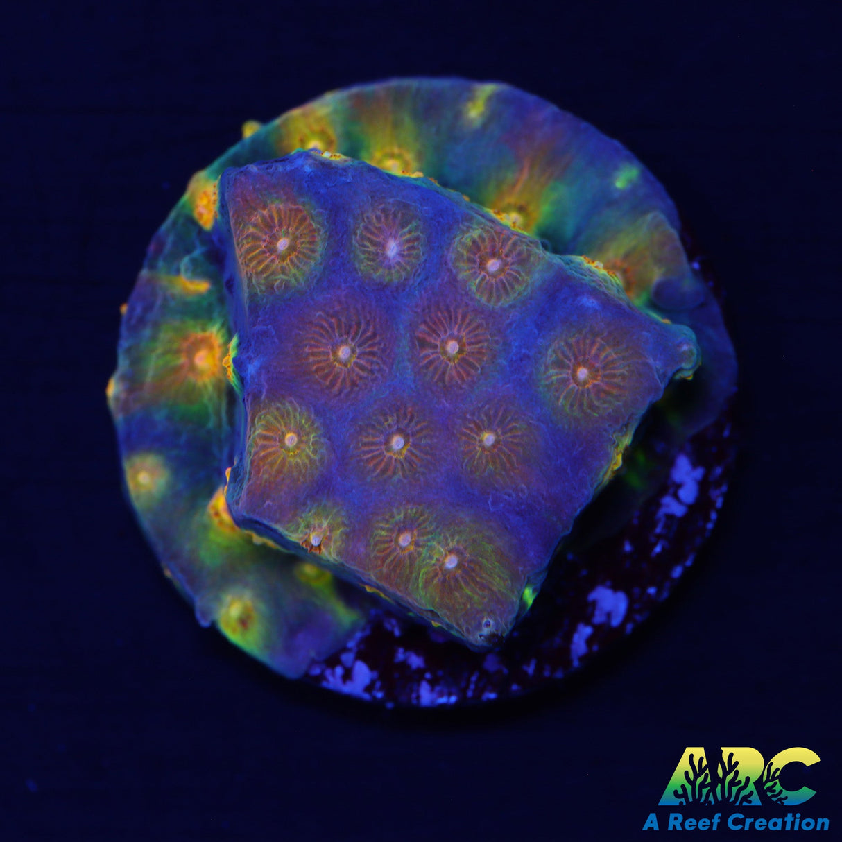 ARC Techno Viking Cyphastrea