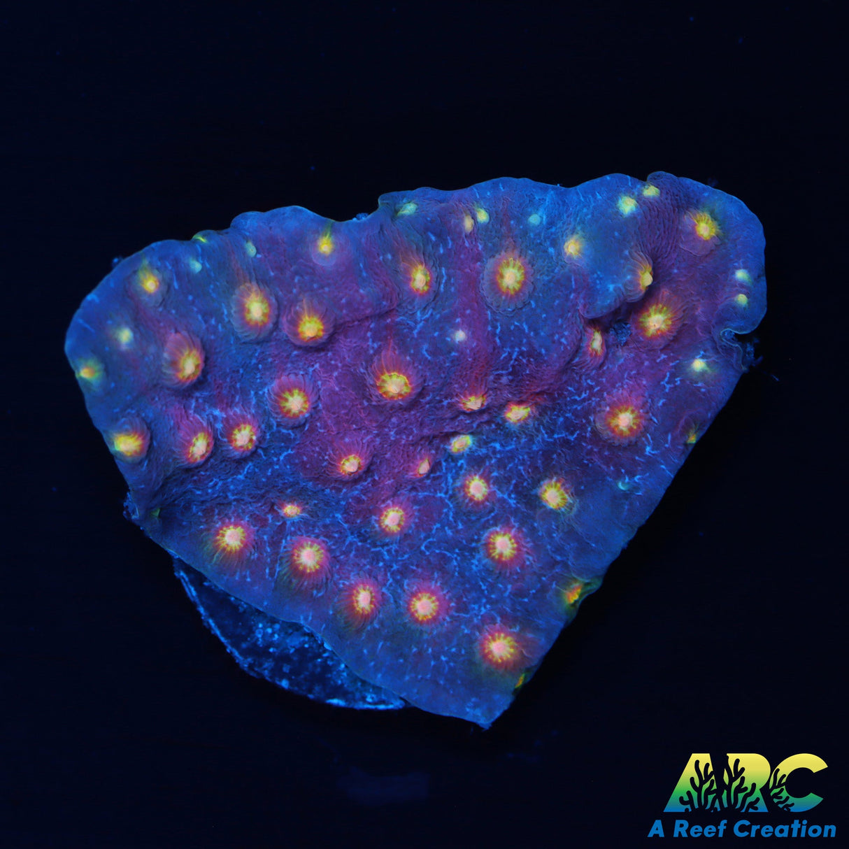 Haley's Comet Cyphastrea