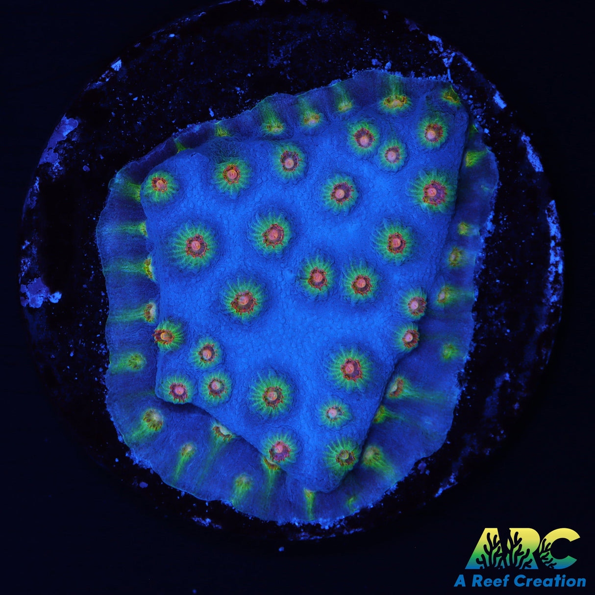 ARC Rick And Mortey Cyphastrea