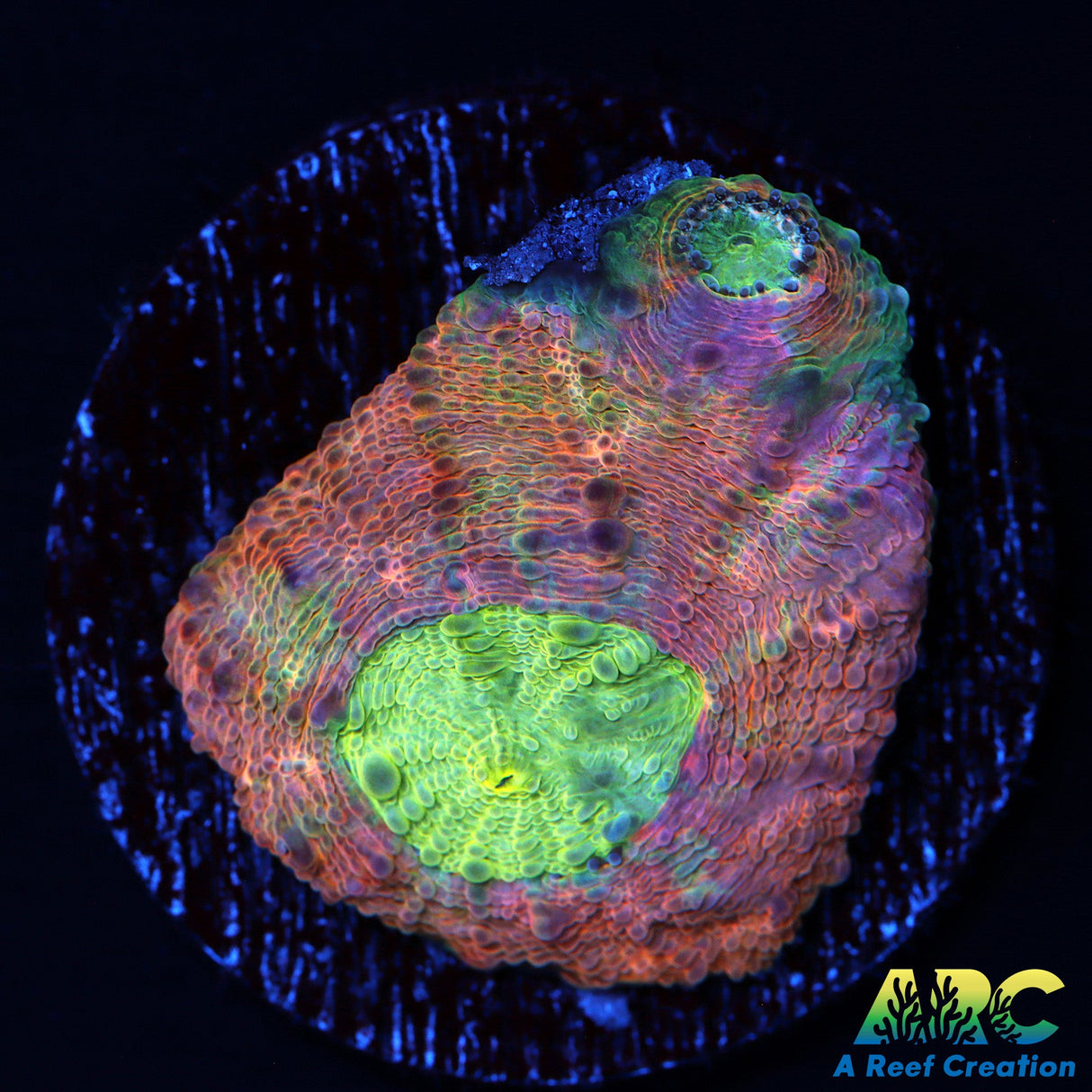 ARC Paint Splater Acan Echinata