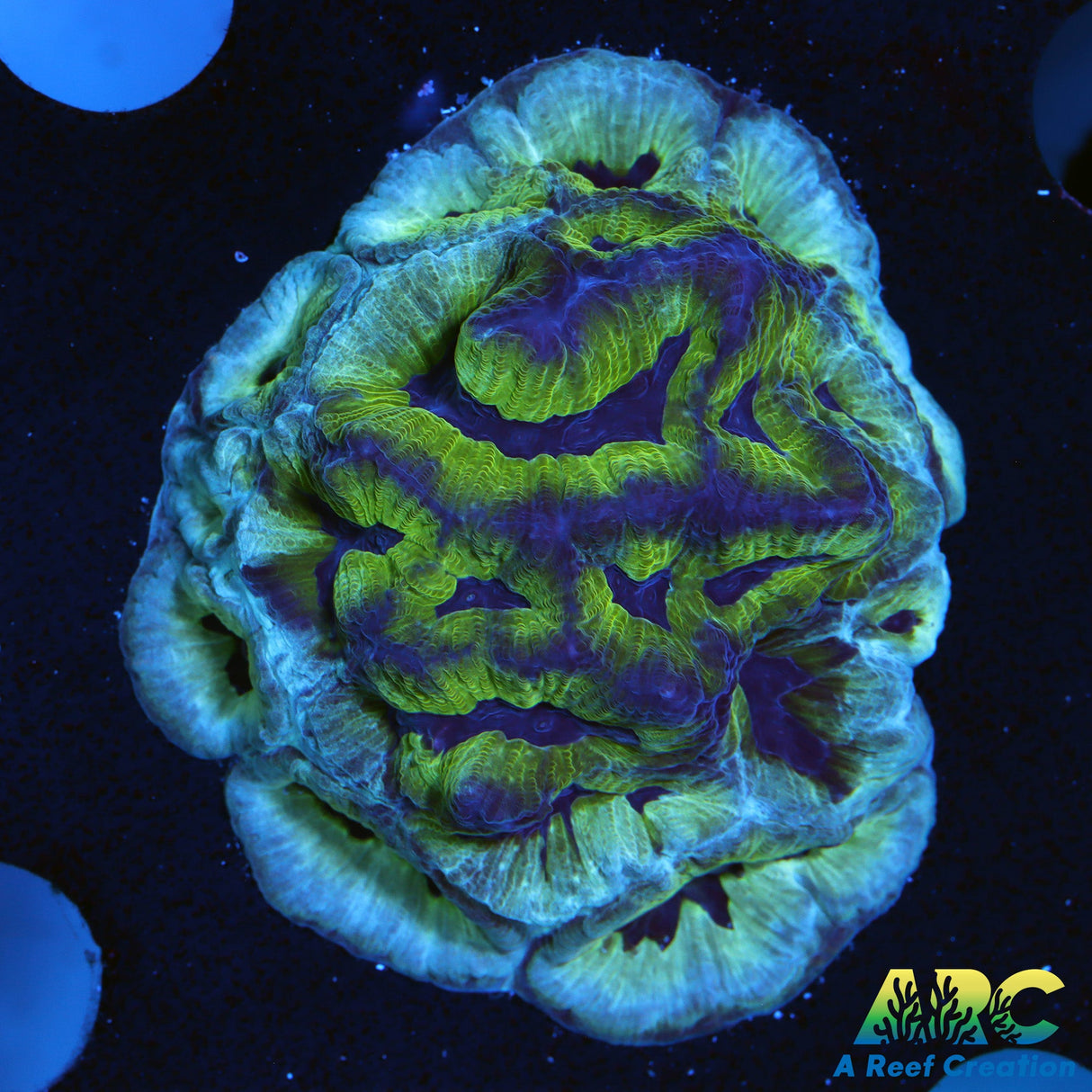 ARC Green and Purple Maze