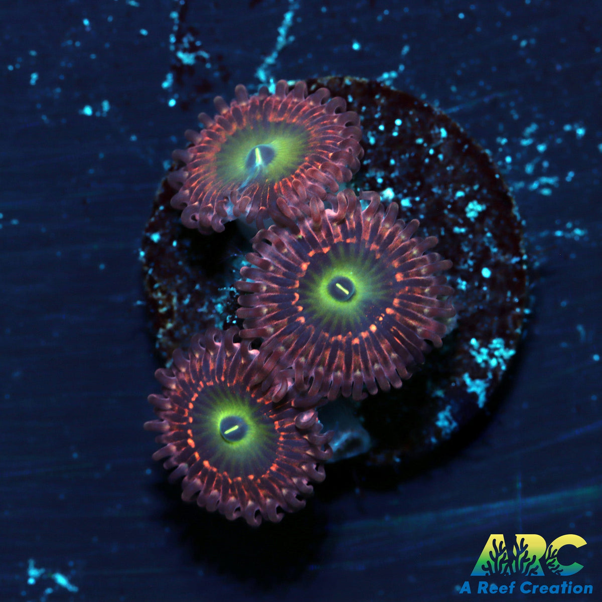 ARC Pink Hippos – A Reef Creation