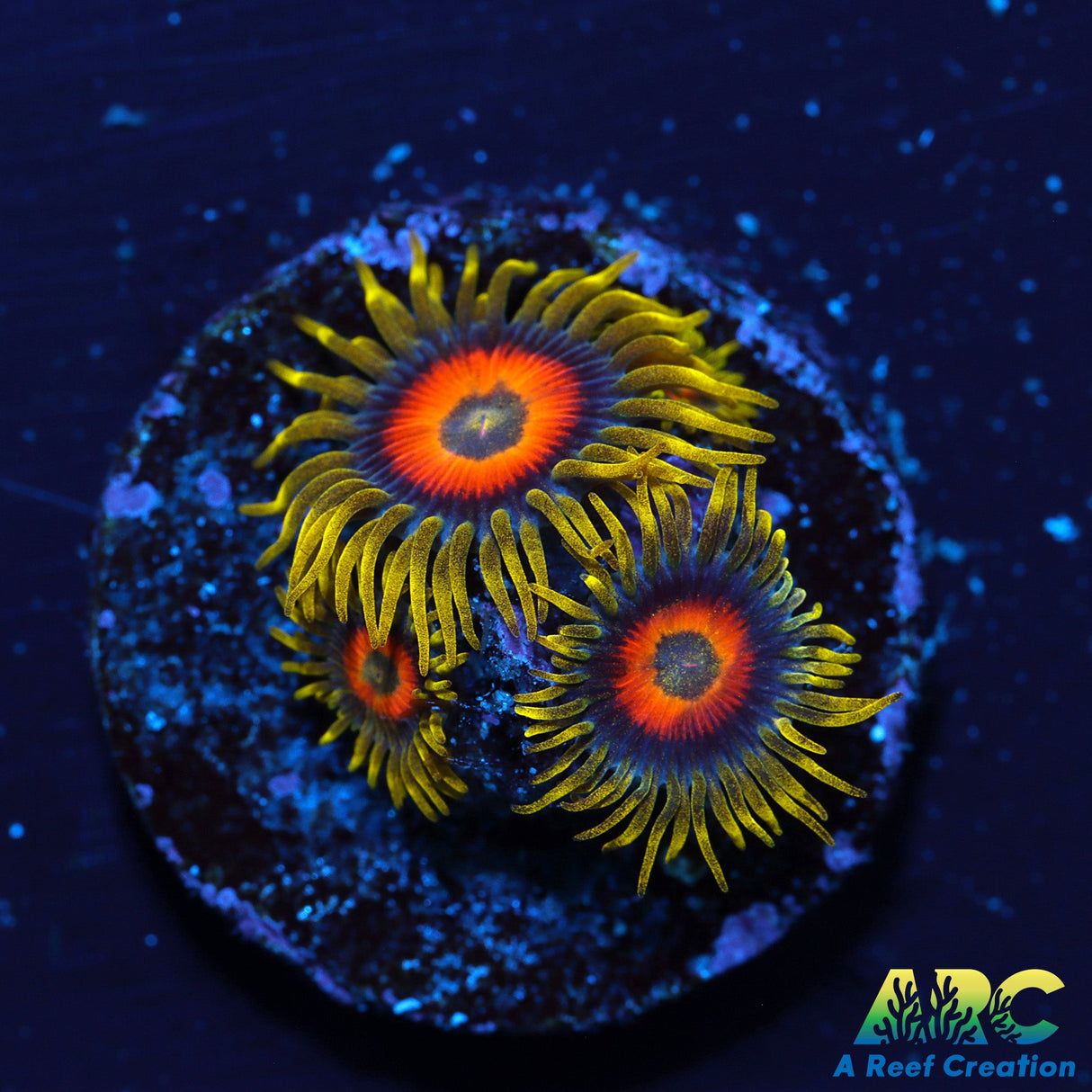 Long Lash Eagle Eyes