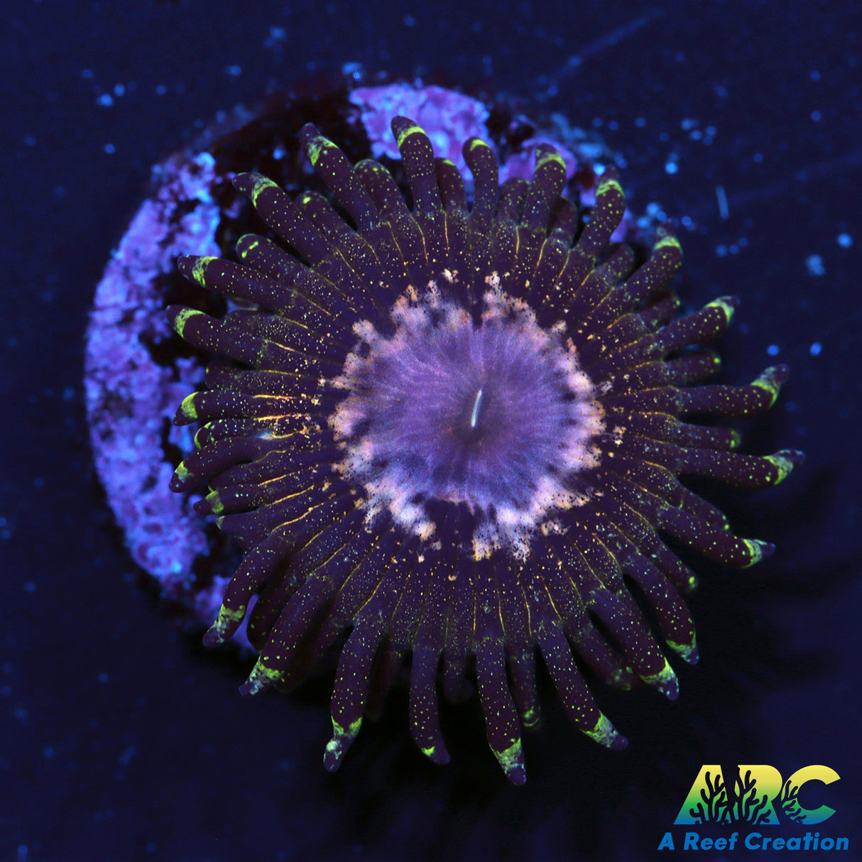 NYRA Peacock nine6seven