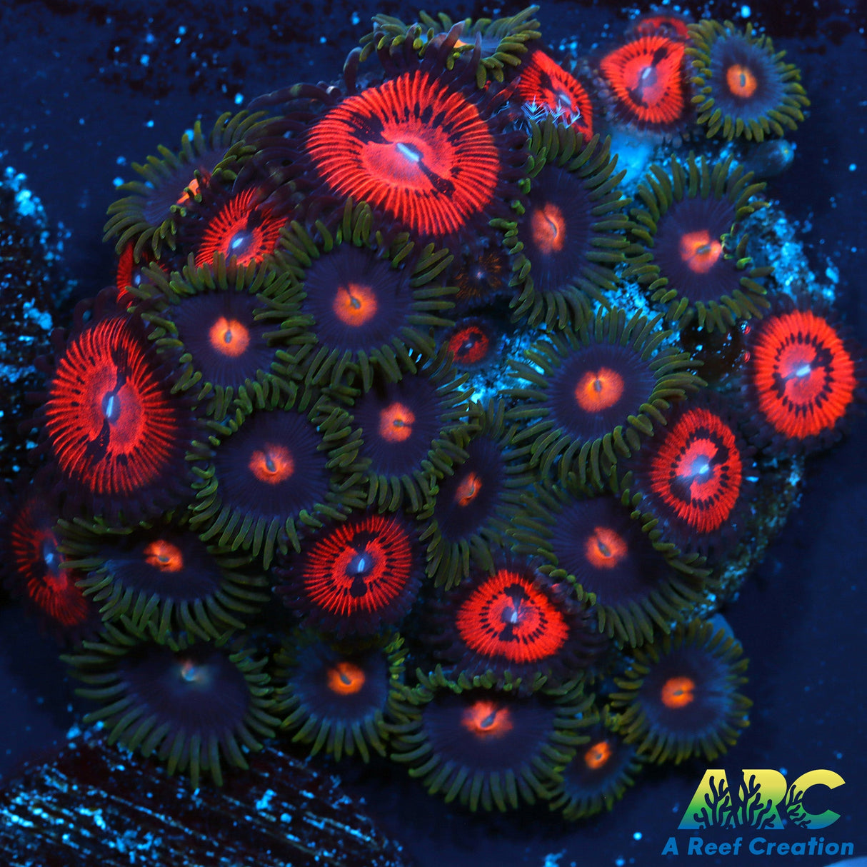 Blow Pops And Friends