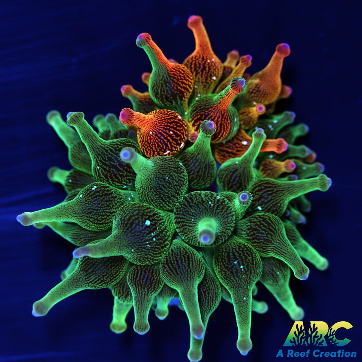 ECC Nexus Burst Anemone