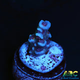 ARC Blue Birds Tenuis