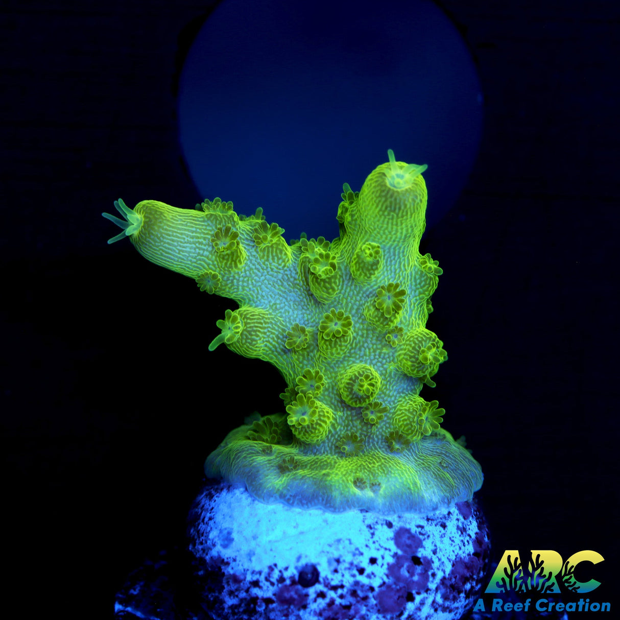 Copps Bright Green Efflo