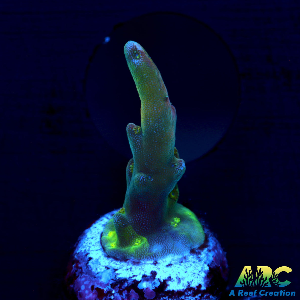 JF Frankie's Neophobia