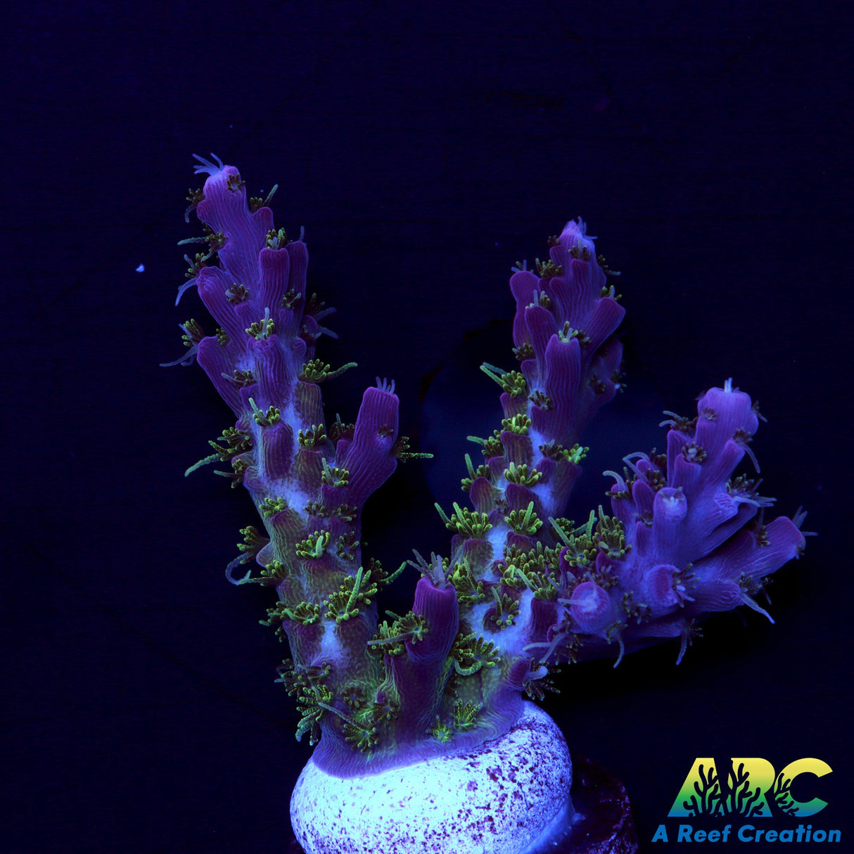 ARC Purple Hairy Monster