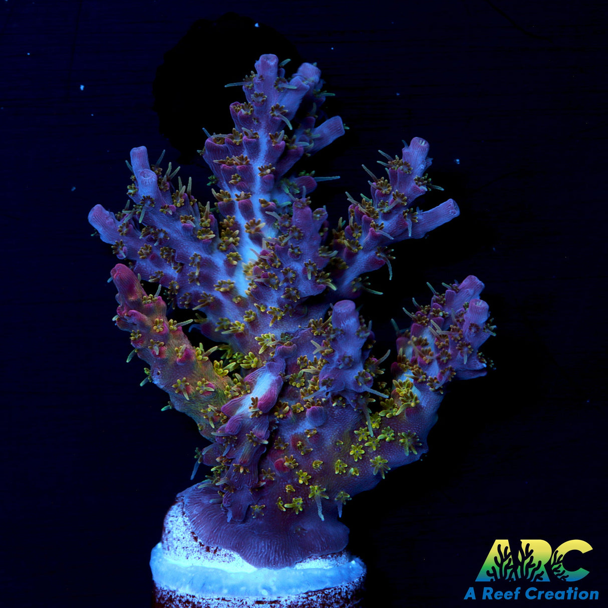 Tyree Pinky The Bear