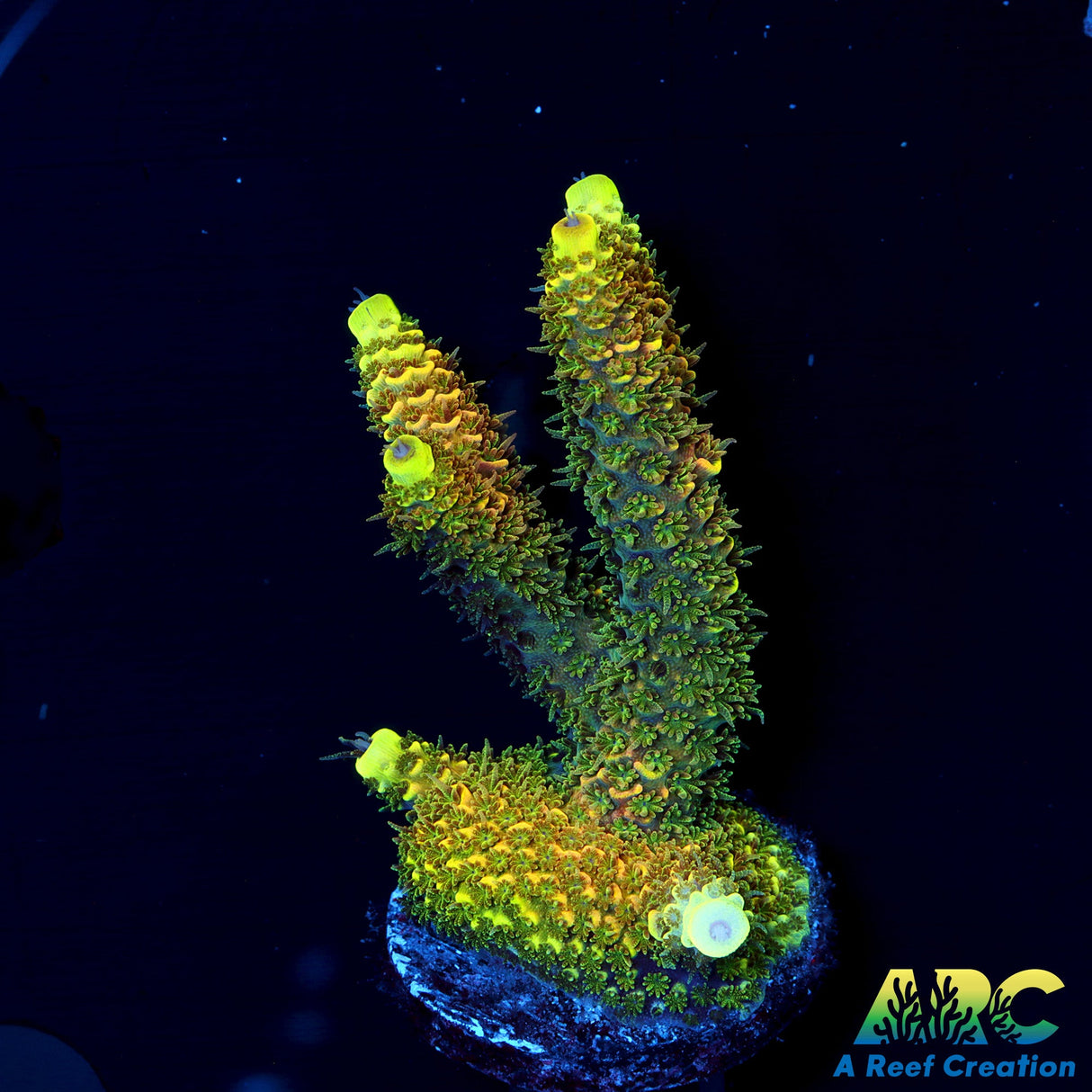 RRC Rainbow Splice Green Side big Chunk