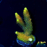 RRC Rainbow Splice Green Side big Chunk