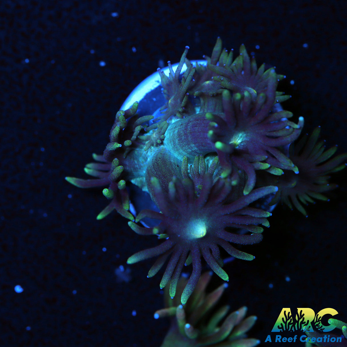 ARC Dirty Bubble Goni