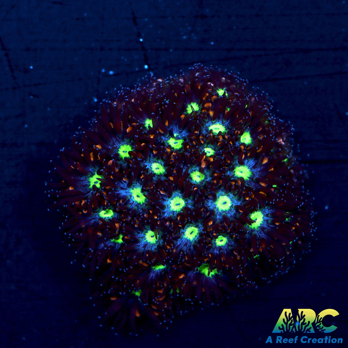 Blueberry Leptastrea