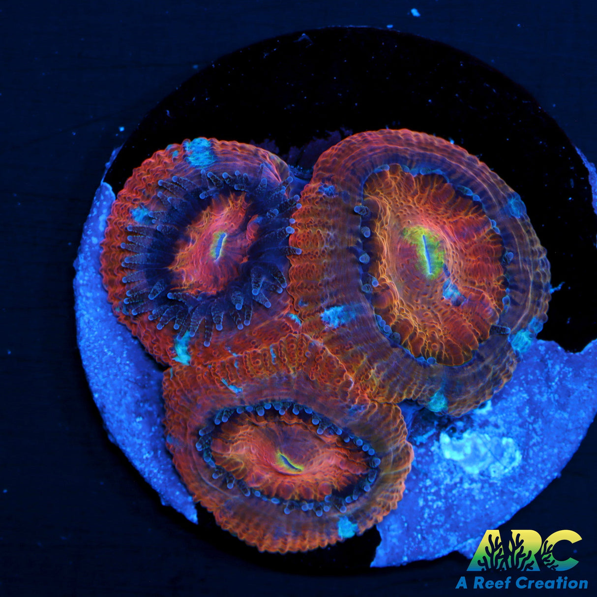 Large polyp Asia Acan