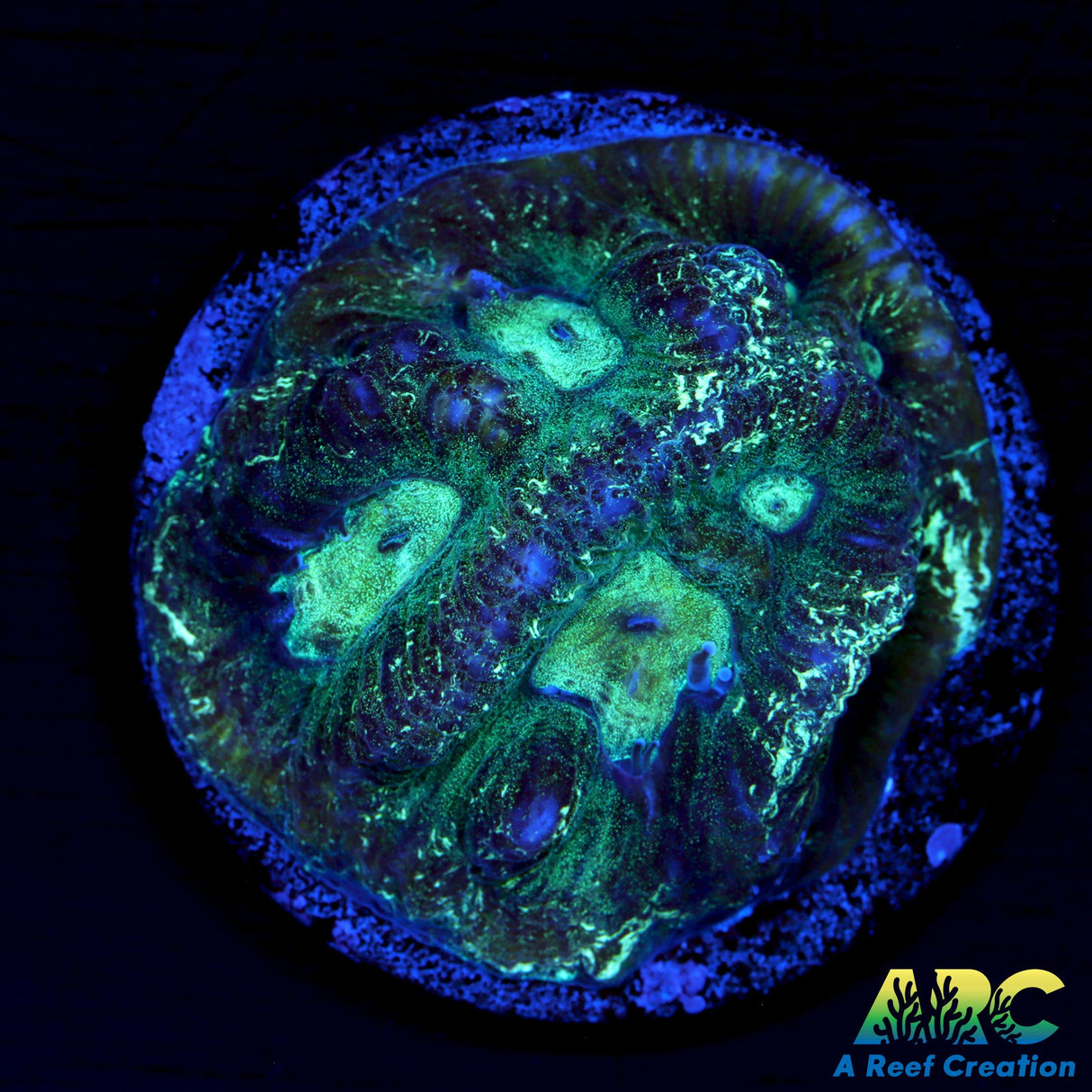 ARC Double Green Goniastrea