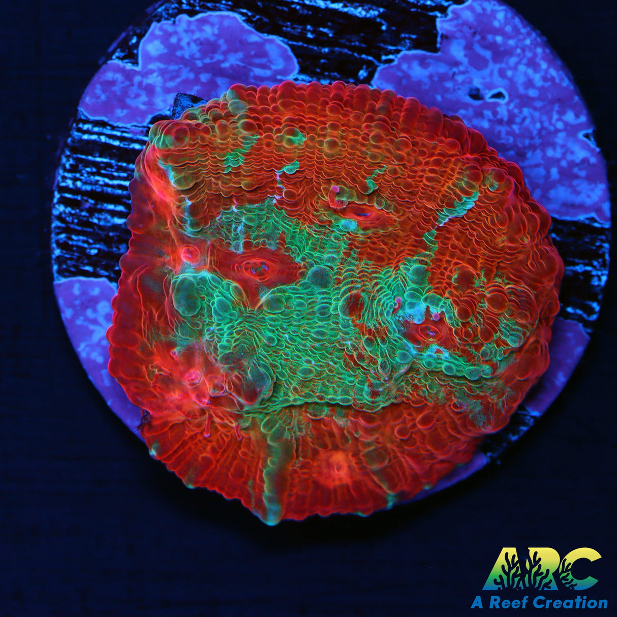 Tony's Shark Attack Chalice