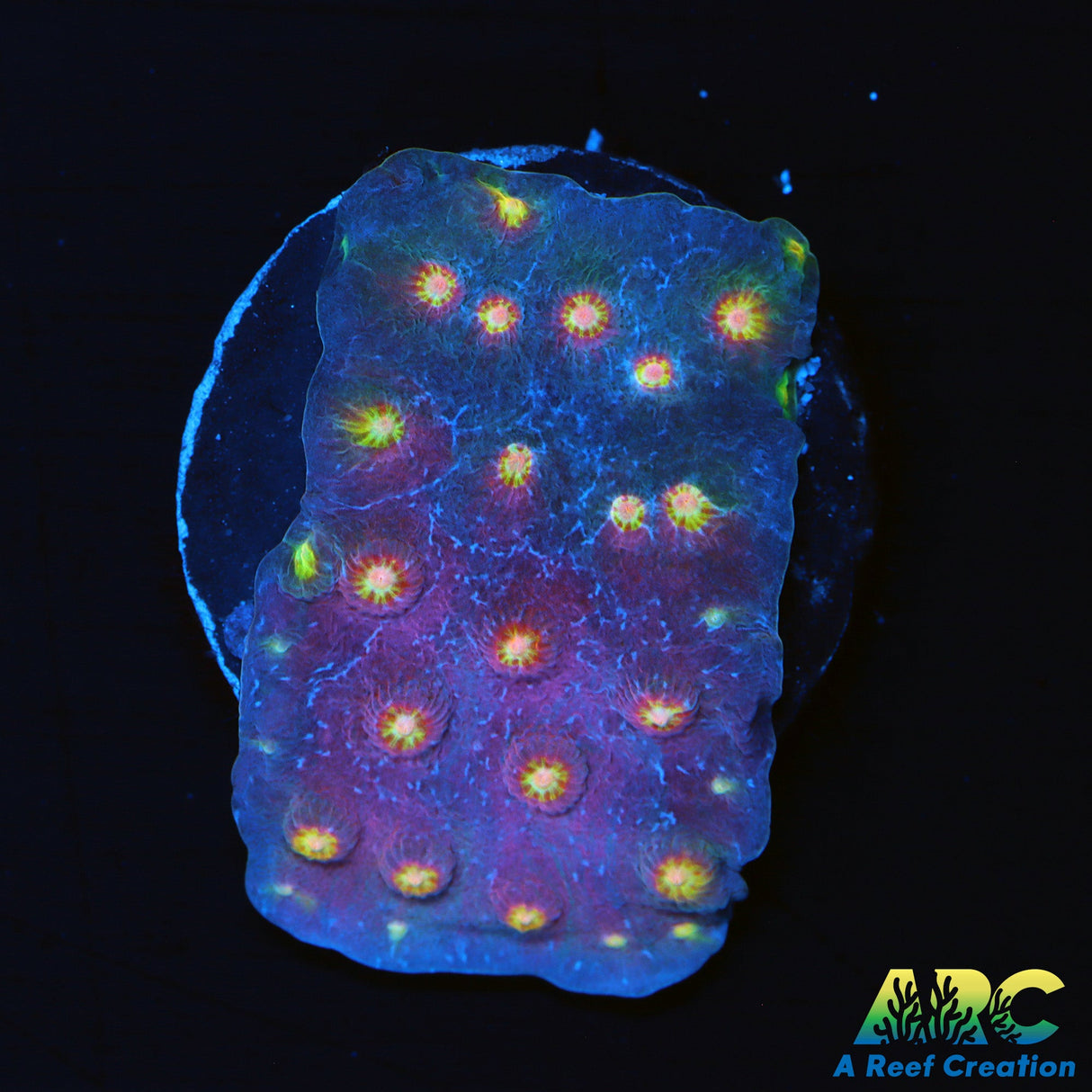 Haley's Comet Cyphastrea