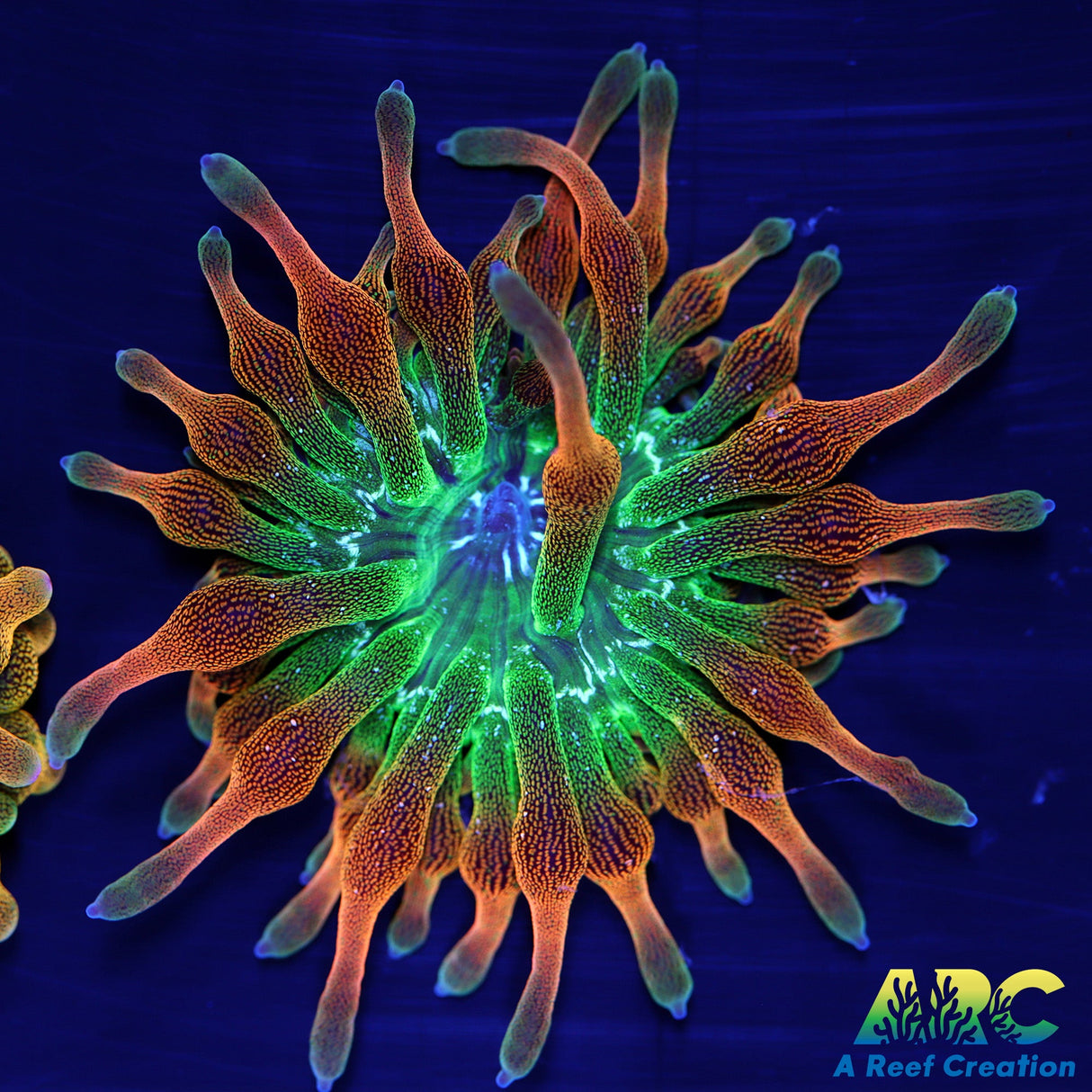 ECC Nexus Burst BTA Red side