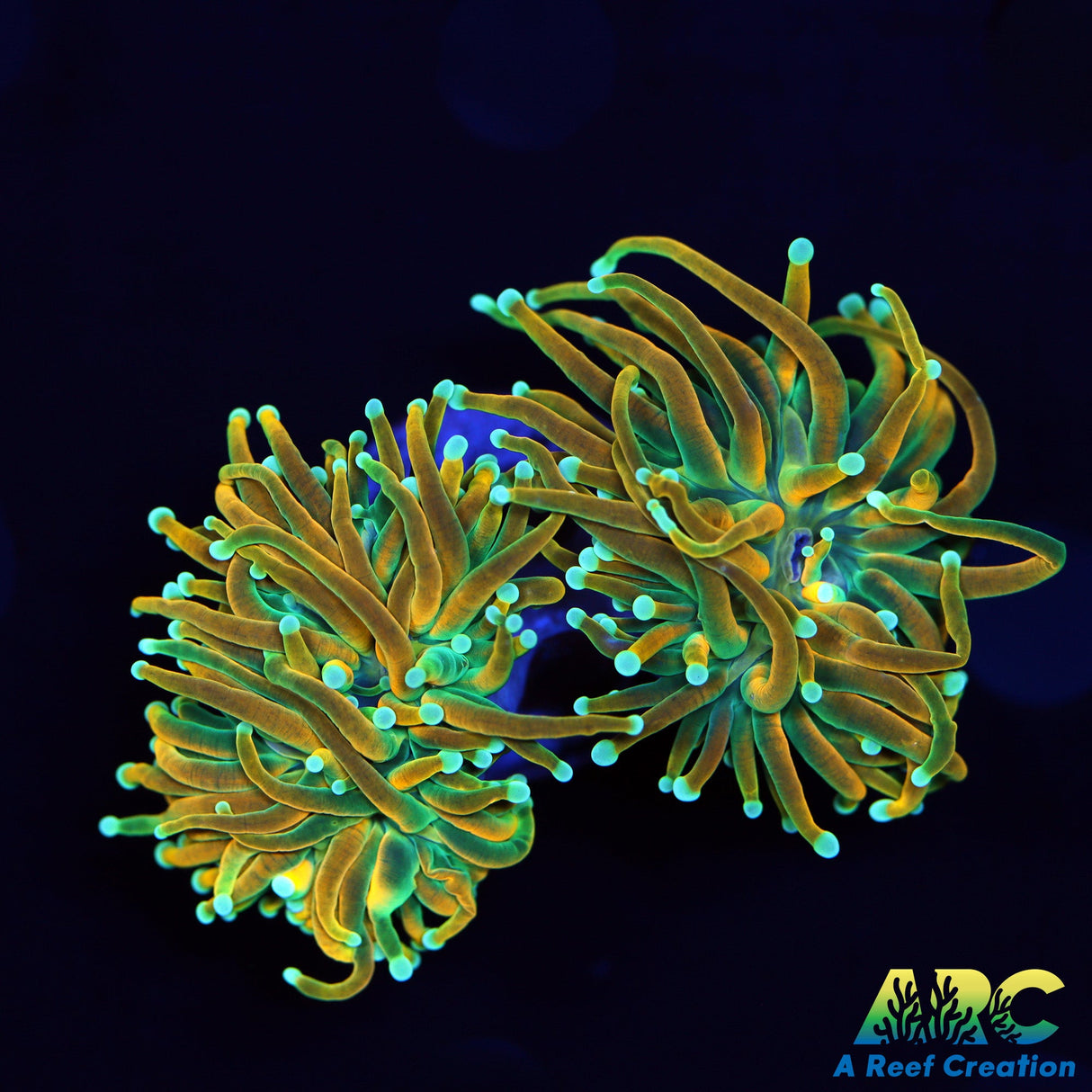 Double Head Master Torch