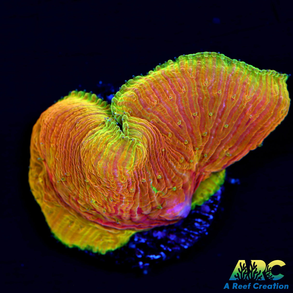 WWC Diablo Plate Coral