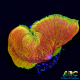 WWC Diablo Plate Coral