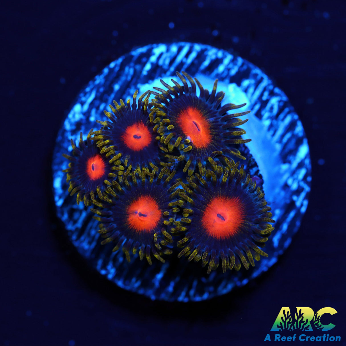 Blow Pop Zoas