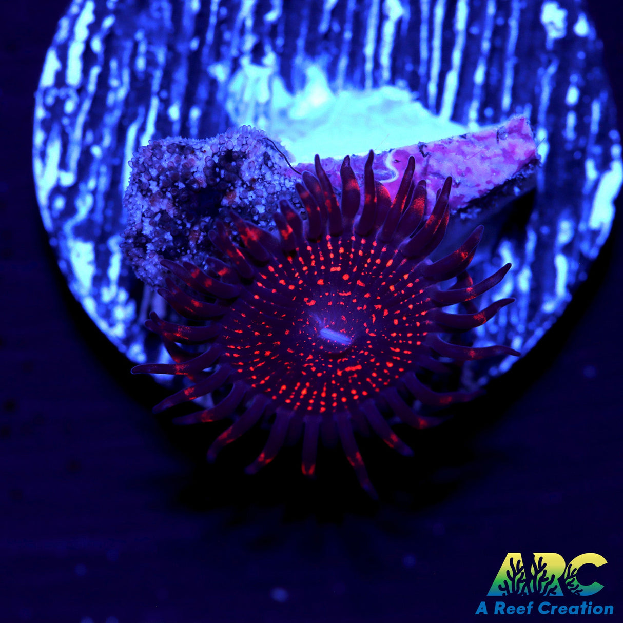 OG Nightmare Zoa
