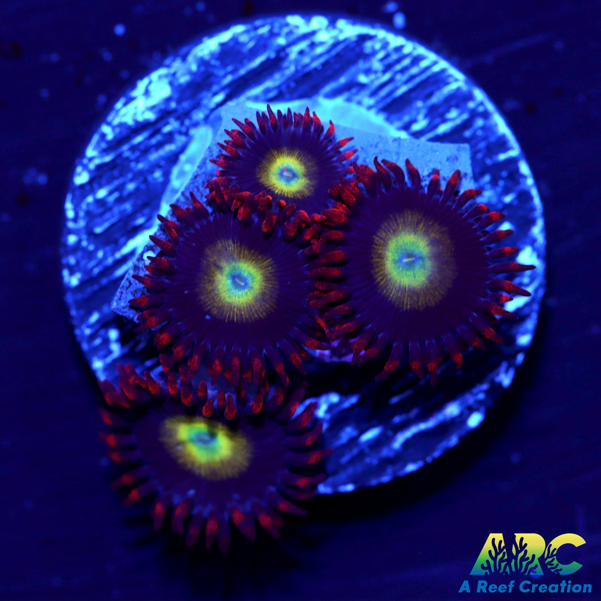 Circus Zoas