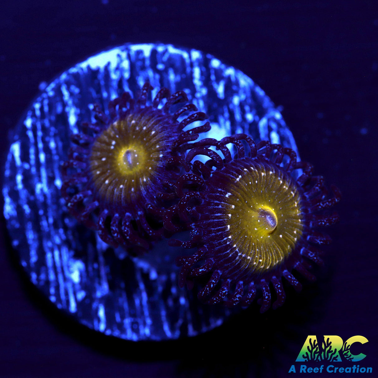 TSA Frozen Apples Zoa