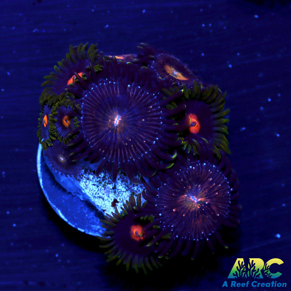 Mystery Zoas