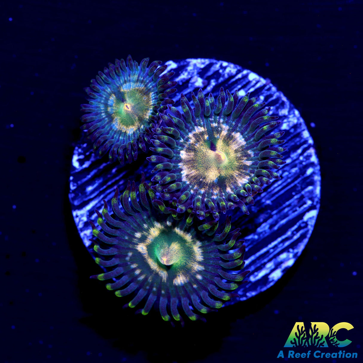 ARC Autumn Night Zoa