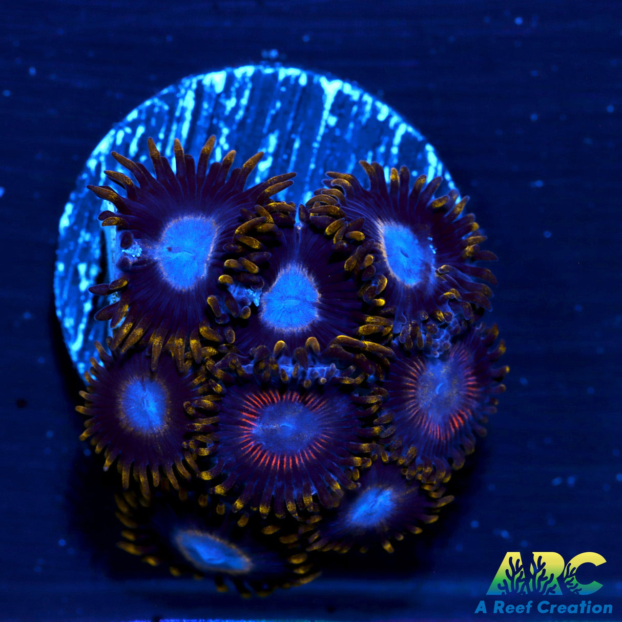 Zoa Mix