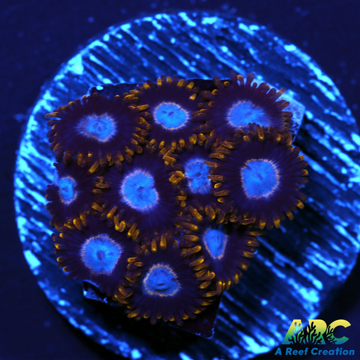 Frozen Hornets Zoas