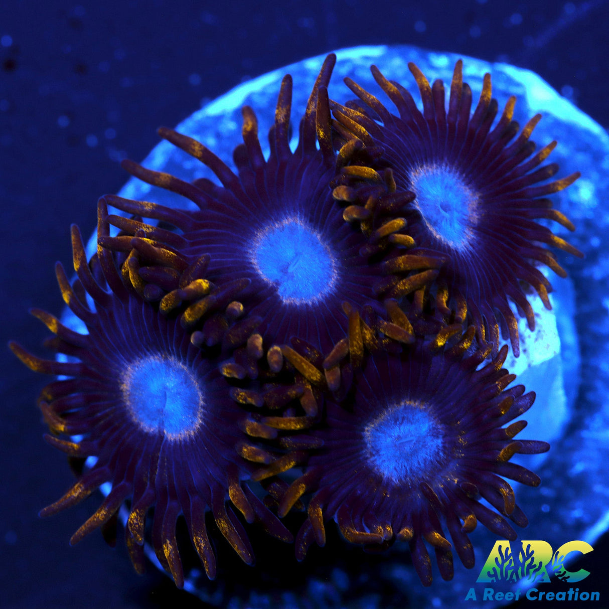 Frozen Hornets Zoas