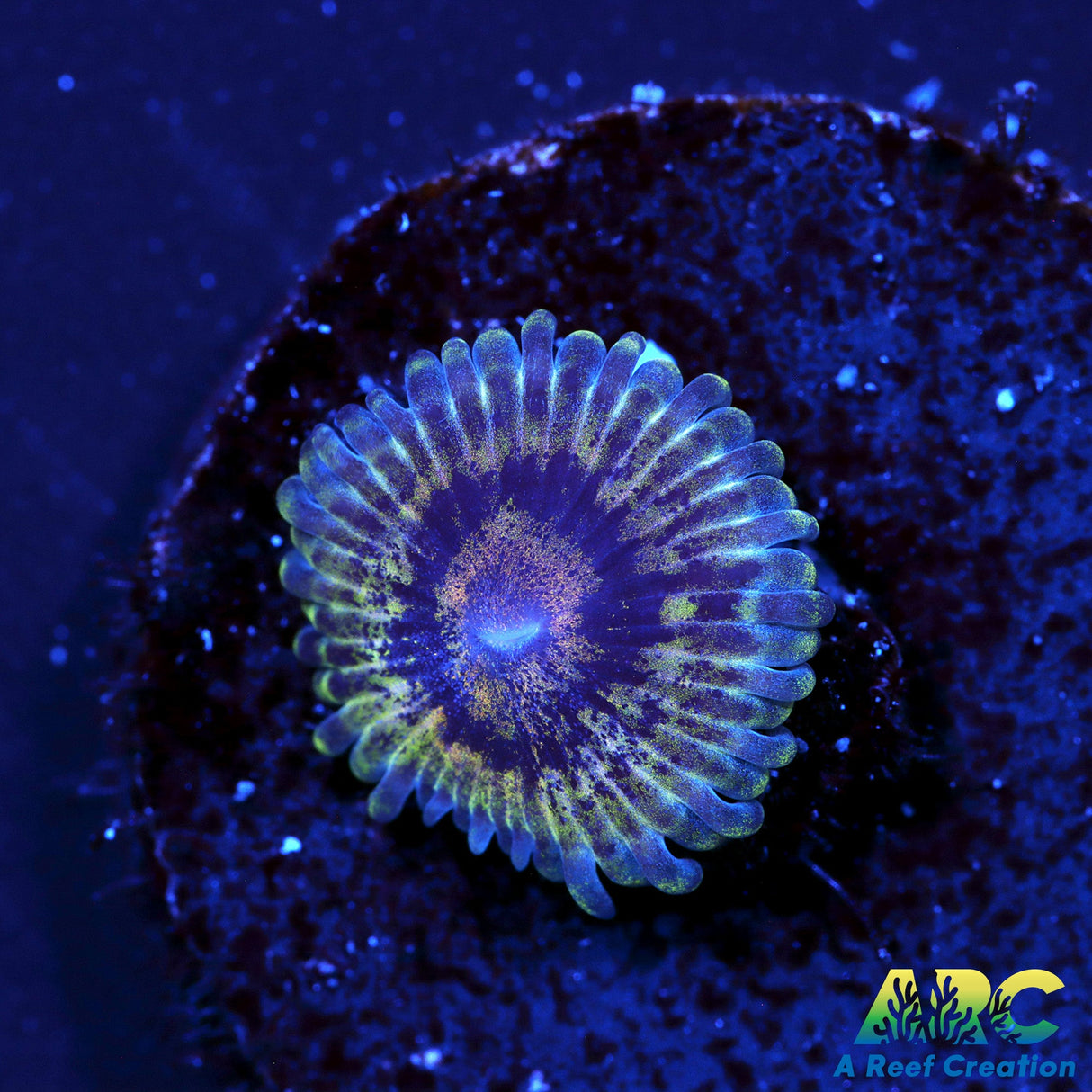 ARC Hypernova Zoa