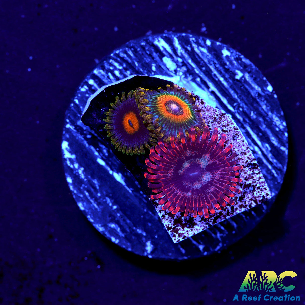 Sweet Zoa Triple